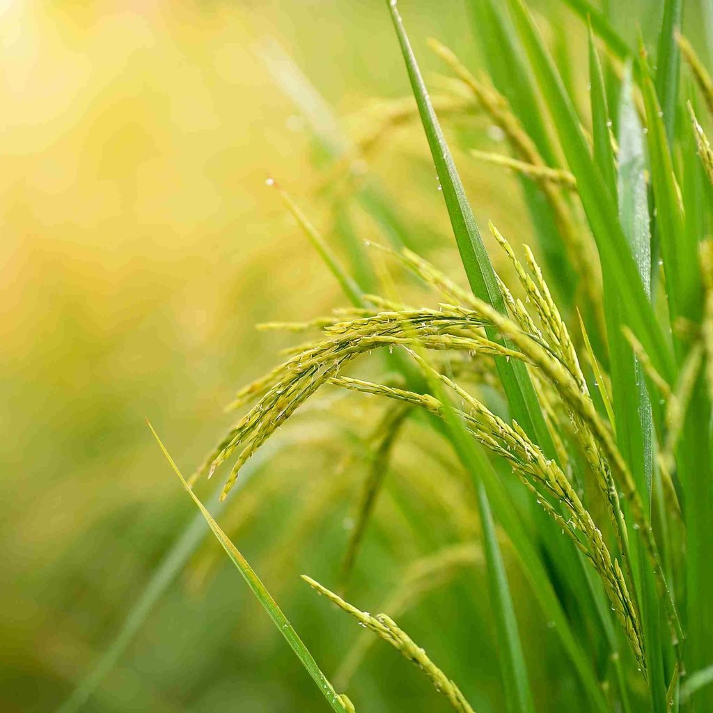 Paddy Harvest Journey